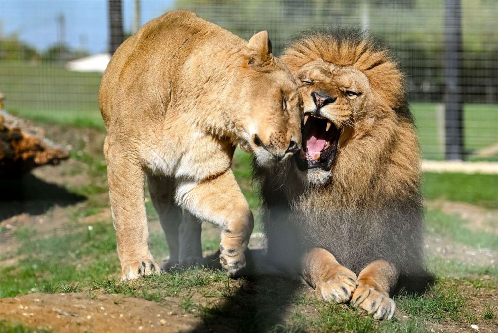 Lions